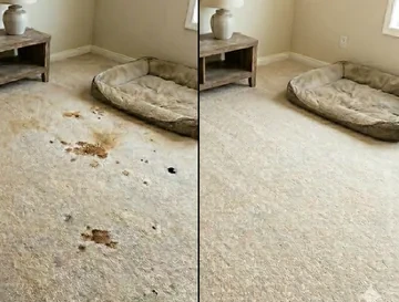 Pet urine stain in a Birmingham home before and after LocalPro enzyme treatment — no padding replacement needed