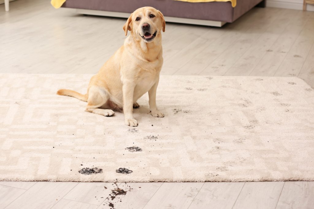 how to get pet stains out of carpet