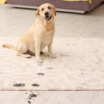 how to get pet stains out of carpet