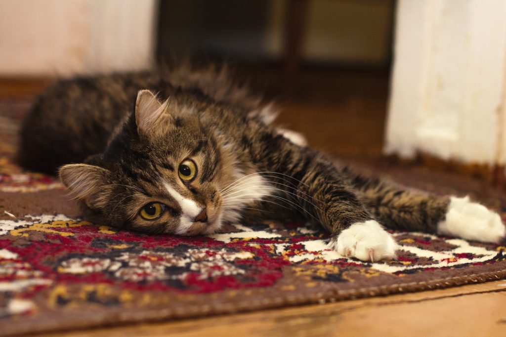 pet stain on carpet